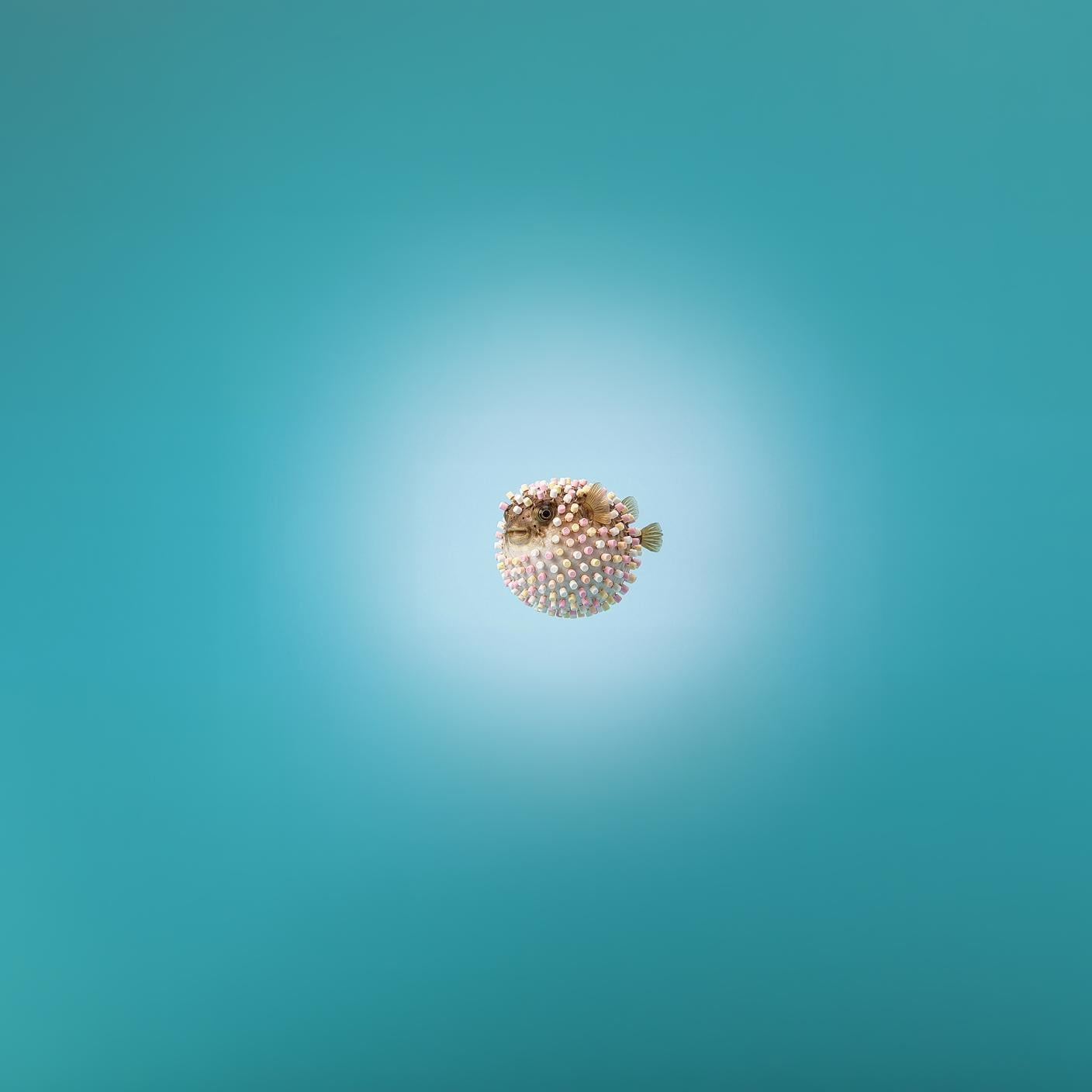 Acorn with blue/teal background.